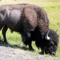 La faune et la flore de Yellowstone 