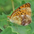 Brenthis daphne Heliconiinae > Argynnini