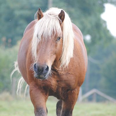 rubis,le cheval comtois