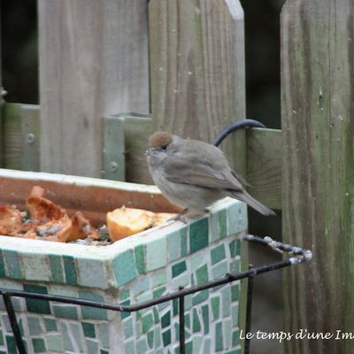 Fauvette tête noire (femelle)