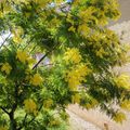 Mimosa dans mon jardin