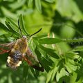 Hemaris fuciformis (Sphinx gazé - Sphinx du chèvrefeuille)