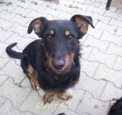 zizou chien à placer