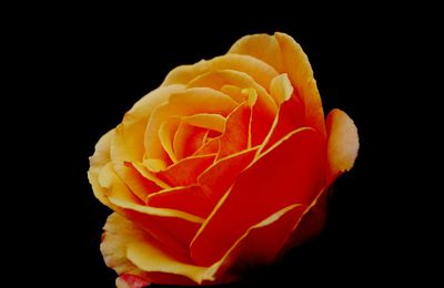 Rose jaune orange