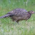 Poule mouillée .....