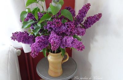 lilas