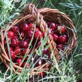 le temps des cerises ...