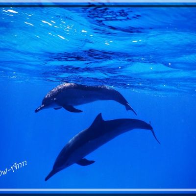 A la recherche des dauphins