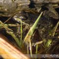 Petite grenouille dans le grand bain !