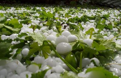 Orages de grêle dévastateurs