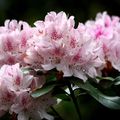 Rhododendron