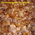 Des chanterelles en tube dans mon panier