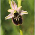 Ophrys ×pulchra