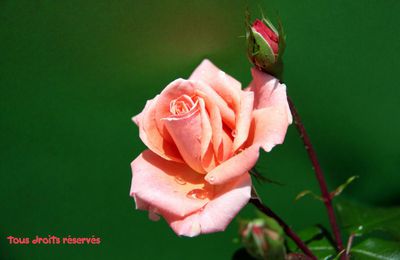Hors Focale : Variation sur le même thème de la rose