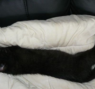 Pendant ce temps-là, la bande à Basil roupille...