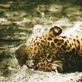 La sieste du jaguar