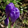 Macrophotographies - Quelques crocus