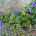 Les premières fleurs montrent le bout de leur nez