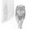 DDL / Questionnaire sur "L'oeil du loup"