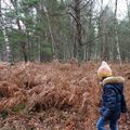 Un dimanche en forêt