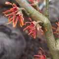 Hamamelis x intermedia 'Fire Blaze'