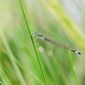 AGRION