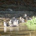 Inauguration de la piscine à oiseaux de cour