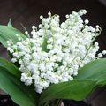 Bouquet de muguet - jeux de la blogsphère