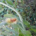 Une chenille jaune et rouge