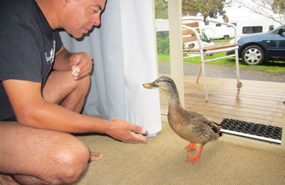 Reportage animalier ( Auckland )