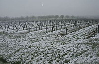 Le vignoble français. Le pire hiver. En 1709.