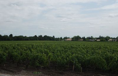 Visite au Domaine de Chevalier (2)