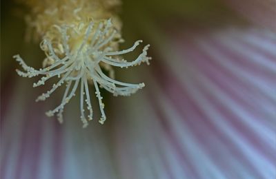 A l'intérieur de la chambre rose ...