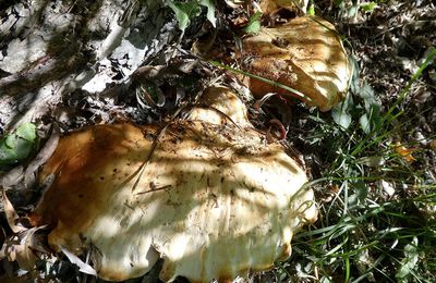 champignons d'arbre parc vauvert clamecy 6 octobre 2019