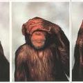 Trois singes sages, sont-ils aussi discrets que trois femmes réunies.