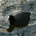 Foulque macroule - Fulica atra, Common Coot