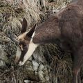 chamois