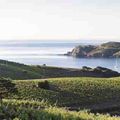 Le vignoble du Languedoc-Roussillon. Des commandes royales. En 1294.