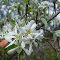 Amélanchier ovalis en fleurs