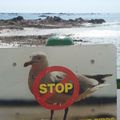 Jersey, plage interdite aux mouettes !