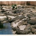 [Animaux] crocodiles