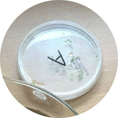 Les effets des lumières colorées sur les plantes 