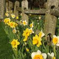 Premières jonquilles 