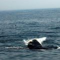 Baleines, Baie de Fundy