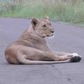 Petit Safari entre Amis / Game drive between friends