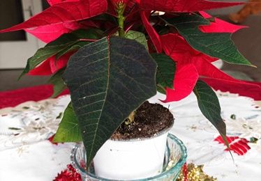 Projet couture pour 2025