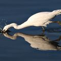 Aigrette