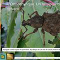 Otiorhynque ou Orthorhynque par paysagiste Pays Basque Paysagiste Landes jardins d'ici.