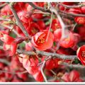 Quelques fleurs  pour  la f&ecirc;te des  mamans. (hardelot avril 2010)