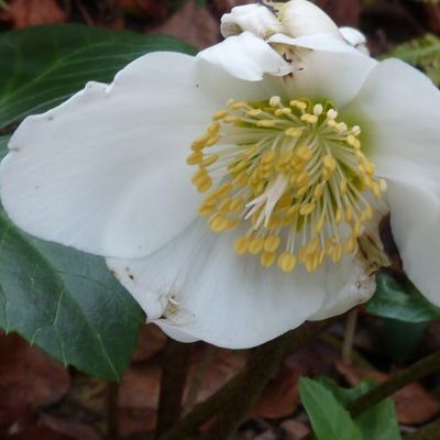 Au nord, dans le jardin...